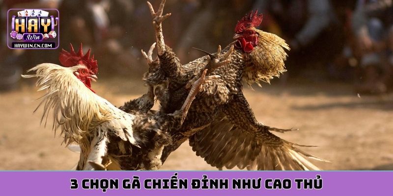 3 chọn gà chiến đỉnh như cao thủ