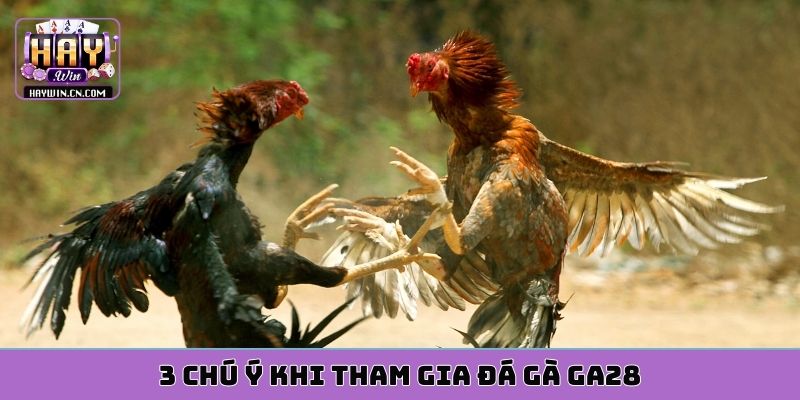 3 chú ý khi tham gia đá gà ga28