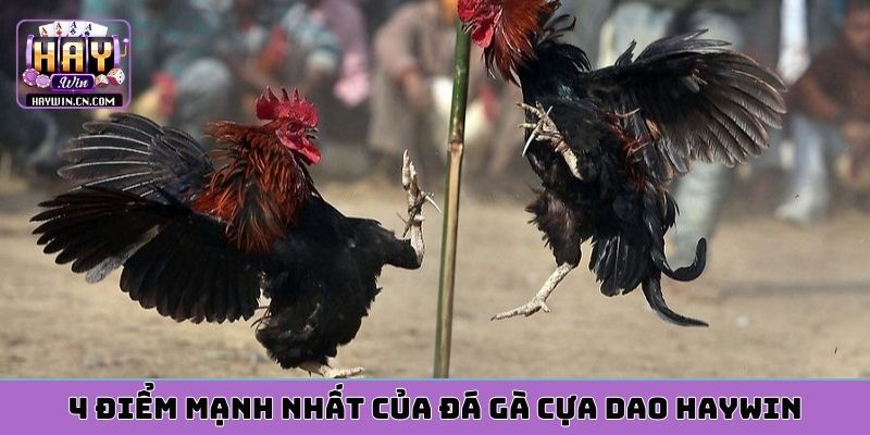4 điểm mạnh nhất của đá gà cựa dao HAYWIN