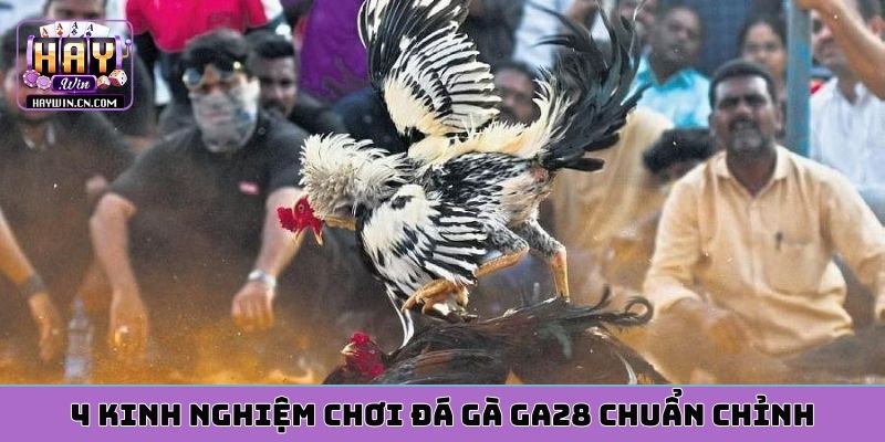 4 kinh nghiệm chơi đá gà ga28 chuẩn chỉnh