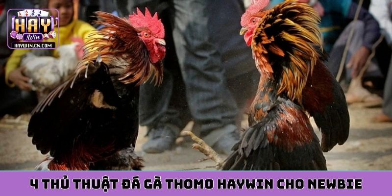 4 thủ thuật đá gà thomo HAYWIN cho newbie