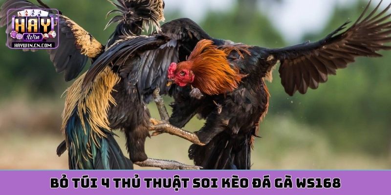 Bỏ túi 4 thủ thuật soi kèo đá gà WS168