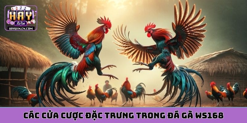Các cửa cược đặc trưng trong đá gà WS168