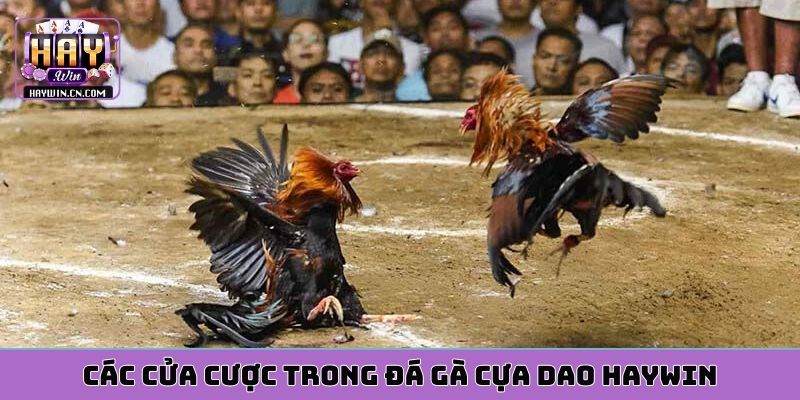 Các cửa cược trong đá gà cựa dao HAYWIN