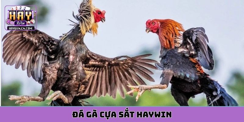 đá gà cựa sắc HAYWIN
