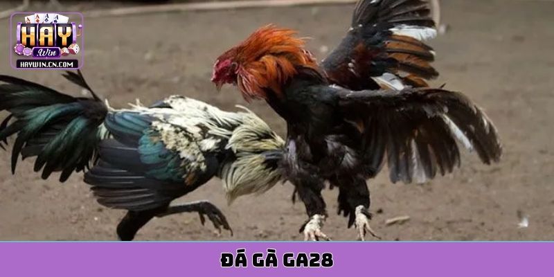 đá gà ga28