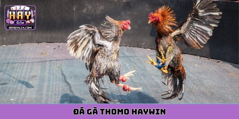 đá gà thomo HAYWIN
