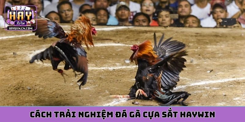 Cách trải nghiệm đá gà cựa sắt HAYWIN