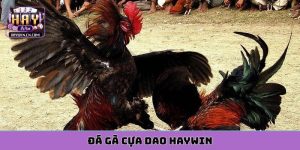 đá gà cựa dao HAYWIN