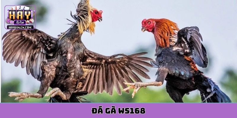 đá gà ws1688