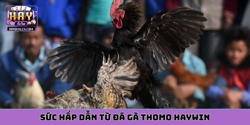 Sức hấp dẫn từ đá gà thomo HAYWIN