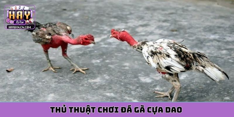 Thủ thuật chơi đá gà cựa dao