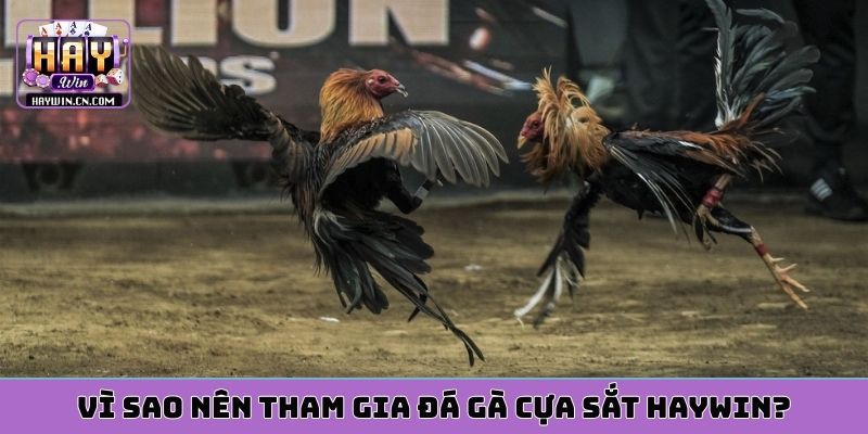 Vì sao nên tham gia đá gà cựa sắt HAYWIN?